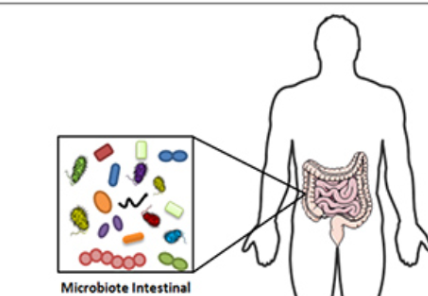 La microbiota puede prevenir enfermedades cutáneas, genitales e intestinales