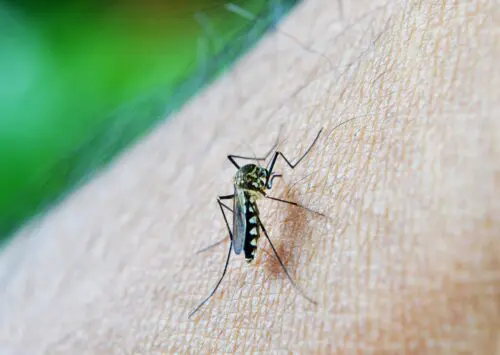 Dengue: Síntomas y tratamiento