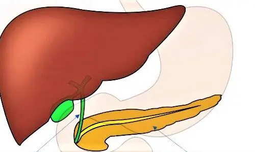 El hígado graso en edad temprana preocupa a los hepatólogos